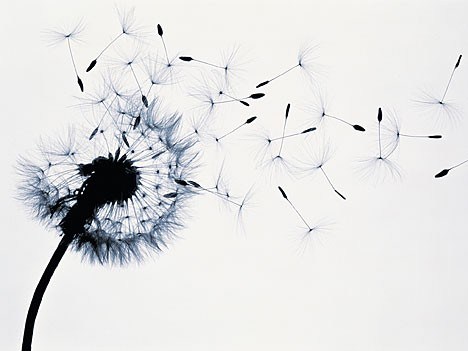 sur une fleur ...